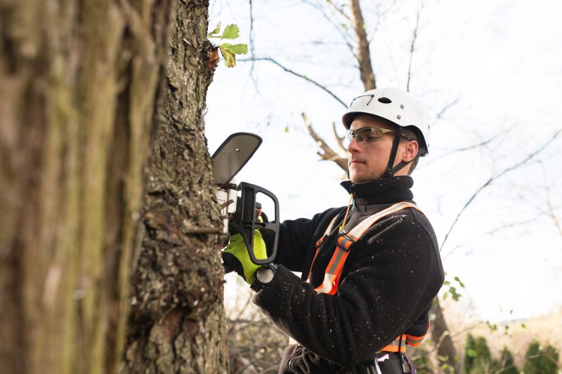 Arborist Spraying in Reno, NV