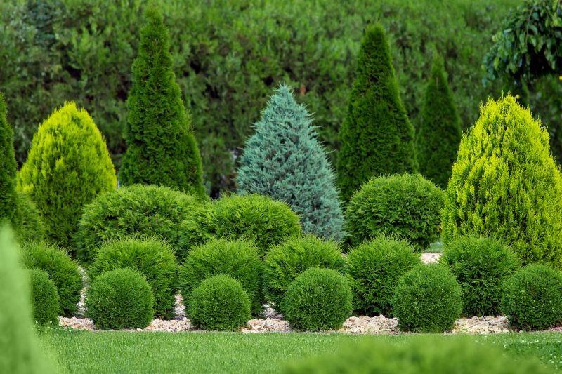 Variety of Bushes Used