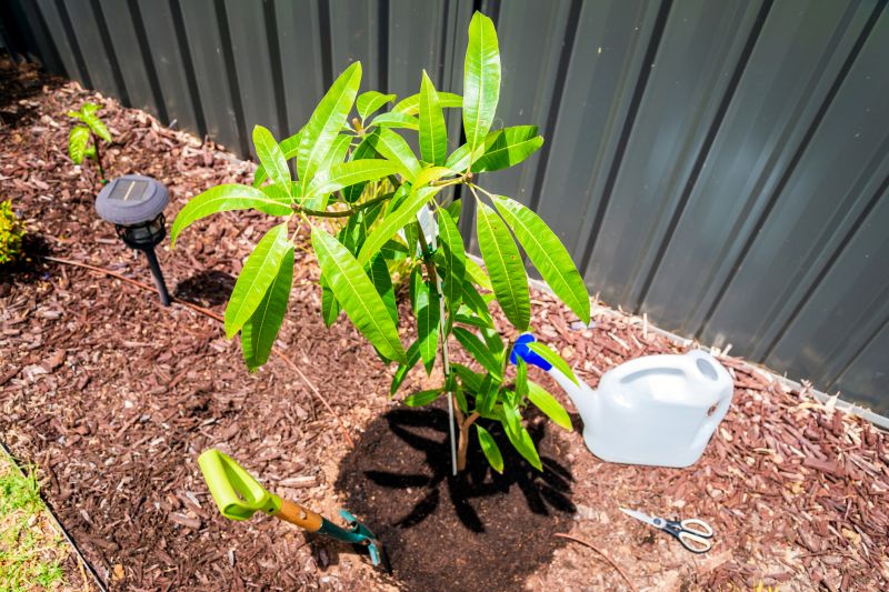 Tree Planting Service in Honolulu, HI